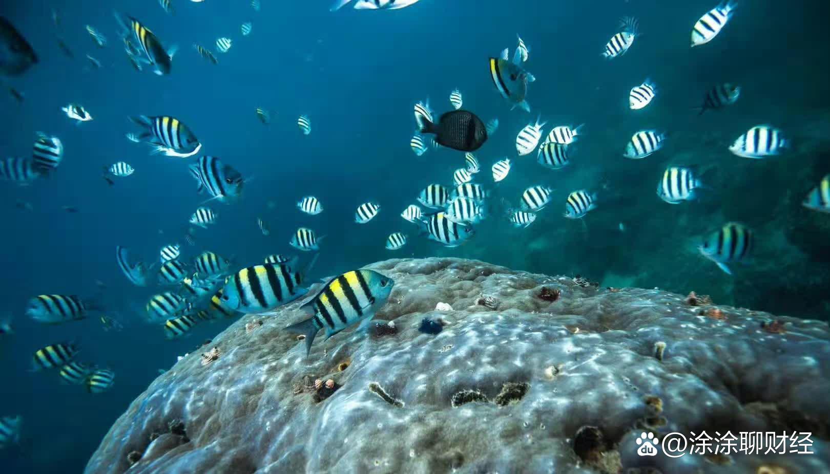 LEYU SPORTS中国官方网站-海底探险潜水运动会，探索深蓝奥秘-LEYU SPORTS中国官方网站