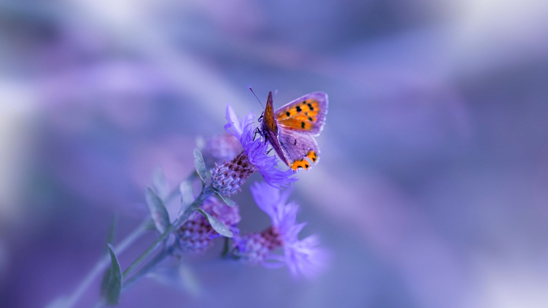 乐鱼体育平台app下载-_世界铁人三项锦标赛：极限运动的终极考验_，世界铁人三项比赛-乐鱼体育平台app下载