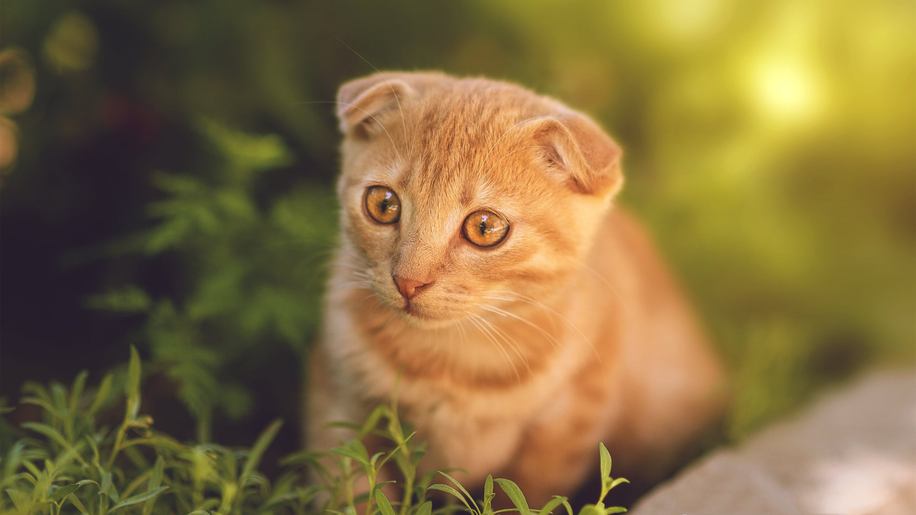 “英超“六大豪门”火拼再起,争夺榜首宝座”,英超六大豪门排名