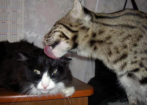 乐鱼体育平台app下载-主帅亲承：西班牙未来仍值得期待，西班牙2027年-乐鱼体育平台app下载