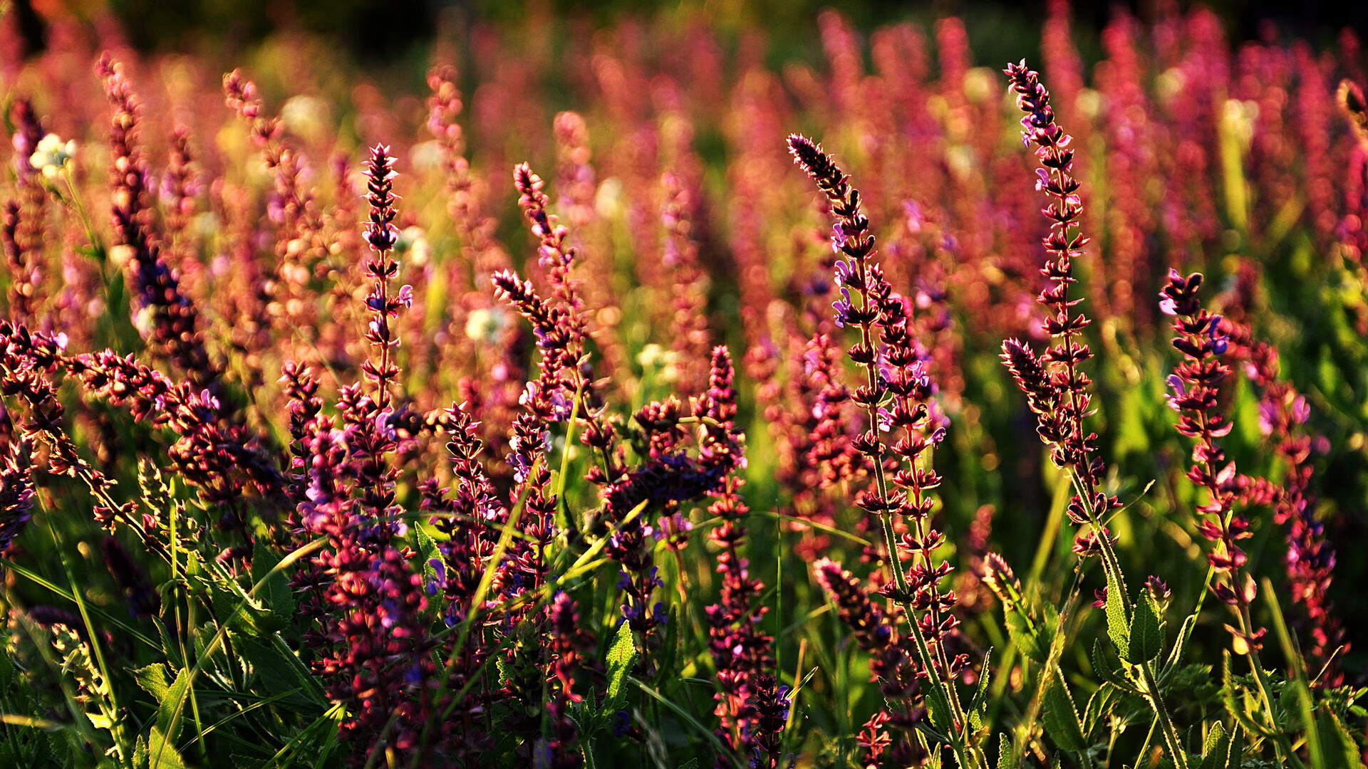 主播与职业战队合作模式日渐成熟，职业队和主播大神区别