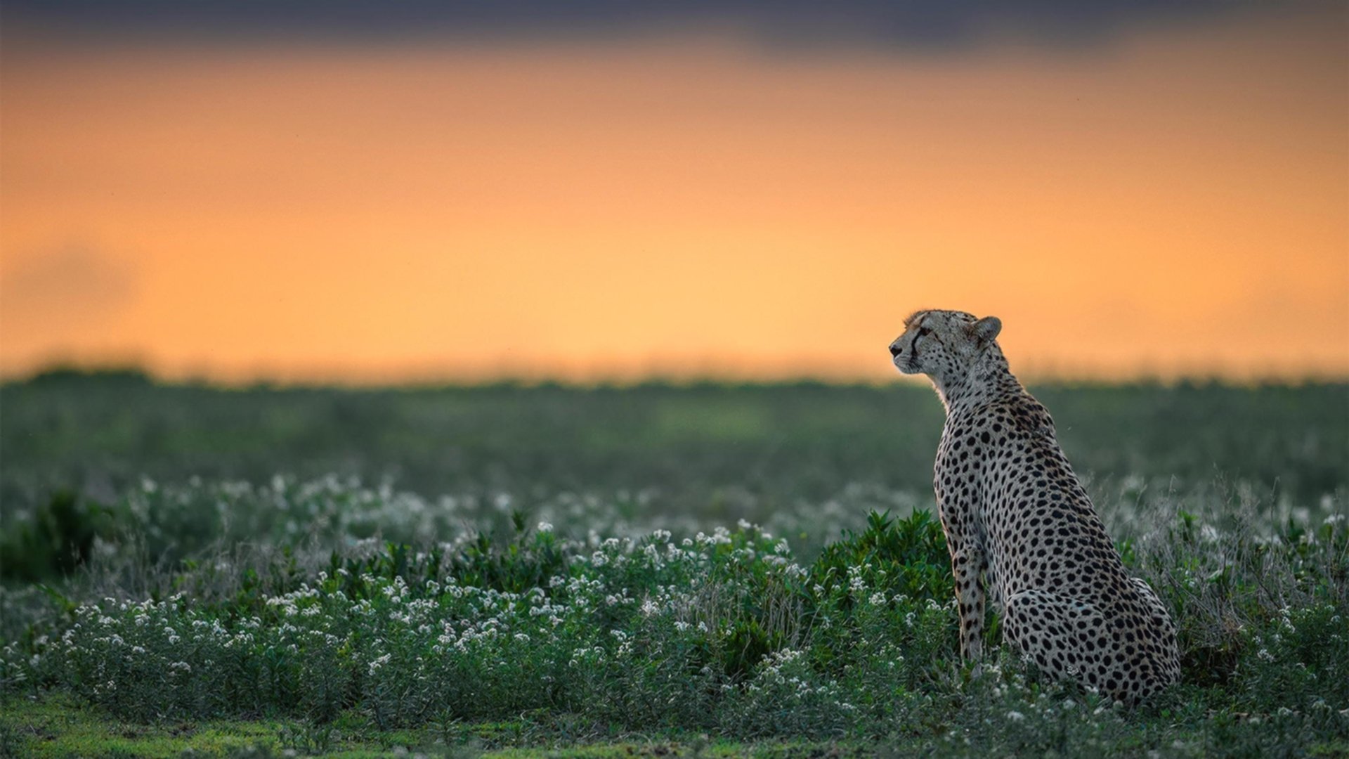 乐鱼电竞在线平台登录入口-史上最炸“盖帽”纪录，谁的防守最令人惊叹？，盖帽是防守吗-乐鱼电竞在线平台登录入口