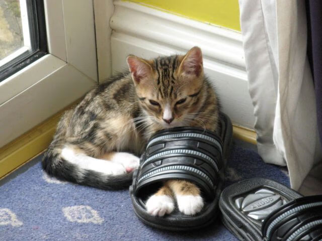 APP下载 LY Sports-史上最炸的“终极盖帽”，谁的封堵让人震撼？，终极盖侬-APP下载 LY Sports