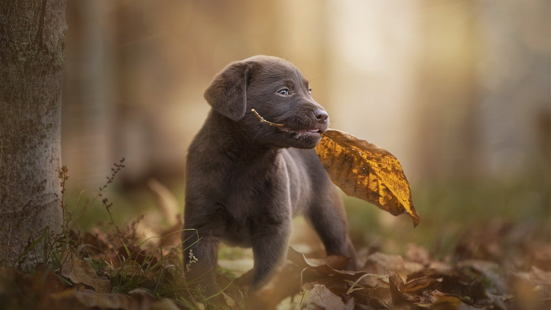 乐鱼（中国）体育官方网站-史上最燃的“关键投篮”合集，你支持哪一场瞬间？，关键投票 下载-乐鱼（中国）体育官方网站