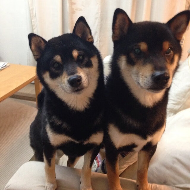 乐鱼娱乐app-失误频繁：上海队全场失误达20次，错失胜利关键！，上海队夺冠阵容-乐鱼娱乐app