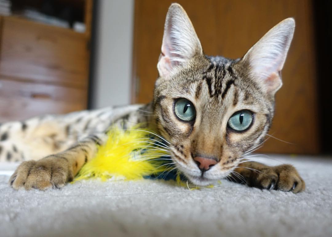 西甲夜战精彩纷呈,战术优化带来无限可能,西甲比赛时间日期