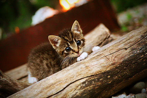 足球表情包设计大赛深受球迷喜爱,足球表情是什么意思