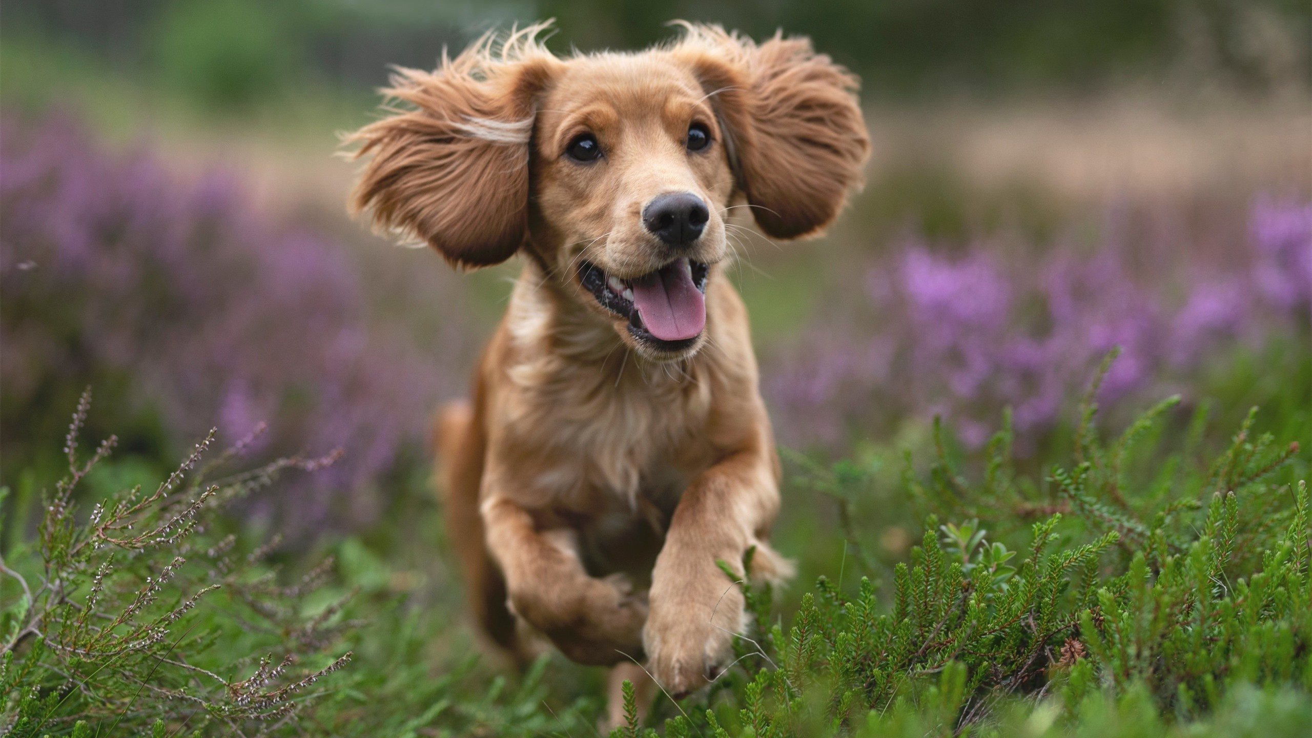 乌拉圭队在巴黎奥运会比赛中展现出强大的个人突破能力，乌拉圭冠军