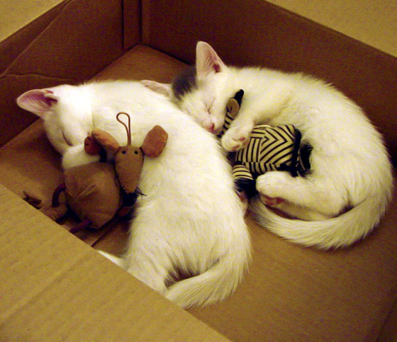 多特蒙德迎战尤文图斯:双方巅峰对决,多特蒙德对阵