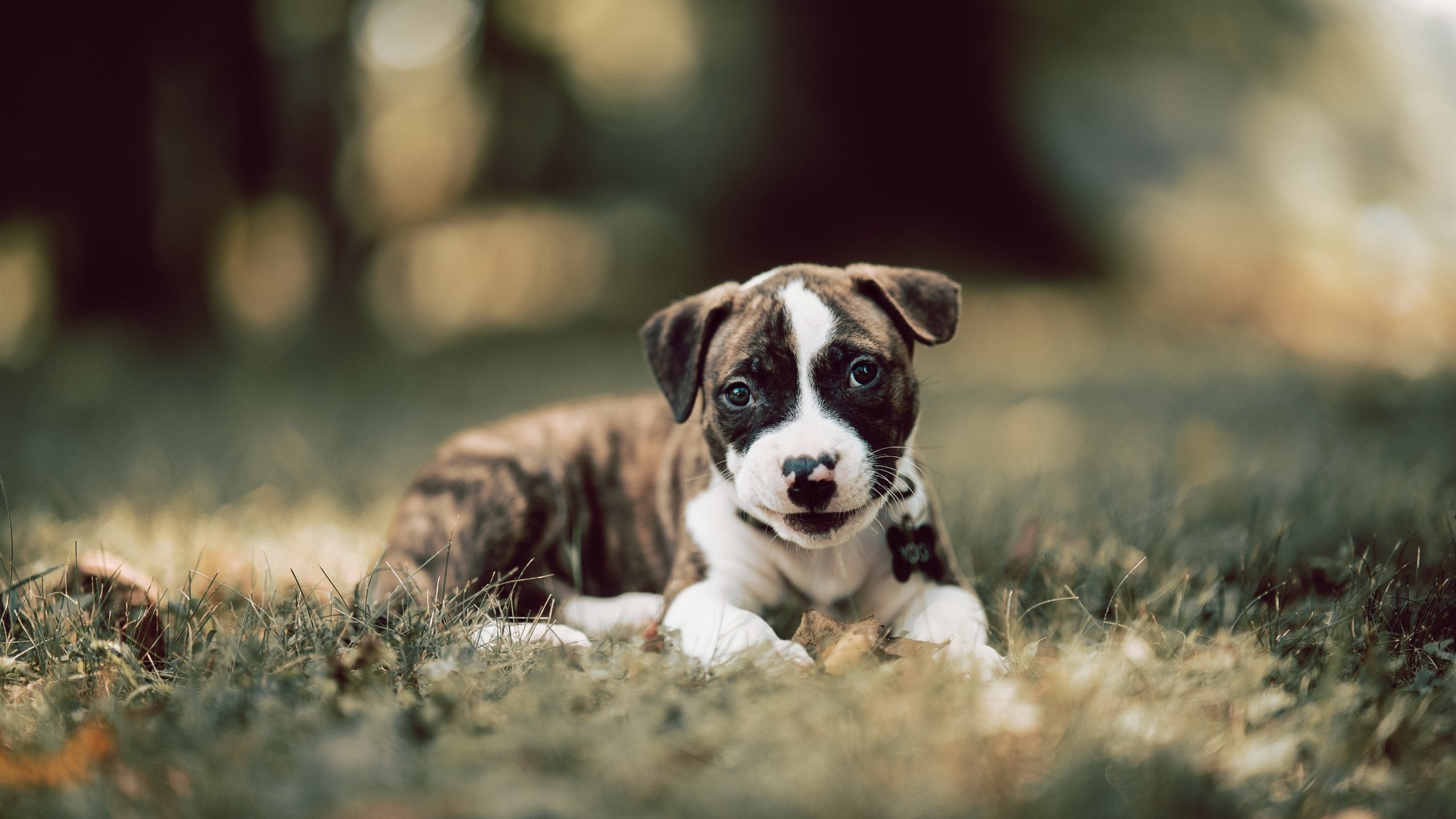 罗马德比瓜分分,两队展开激烈角逐,罗马德比体育百科