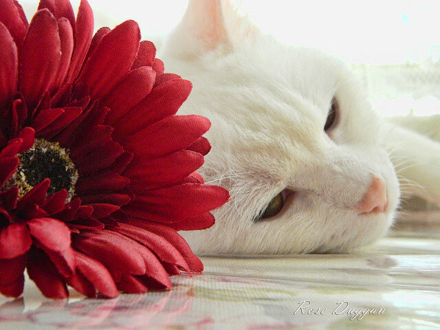 Leyu Sport下载-罗马新赛季展望，罗马队新赛季-Leyu Sport下载