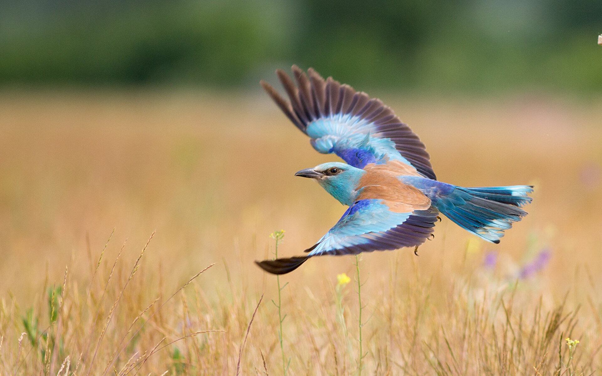 罗马是否能依靠穆里尼奥实现联赛突破,罗马队穆里尼奥最新新闻