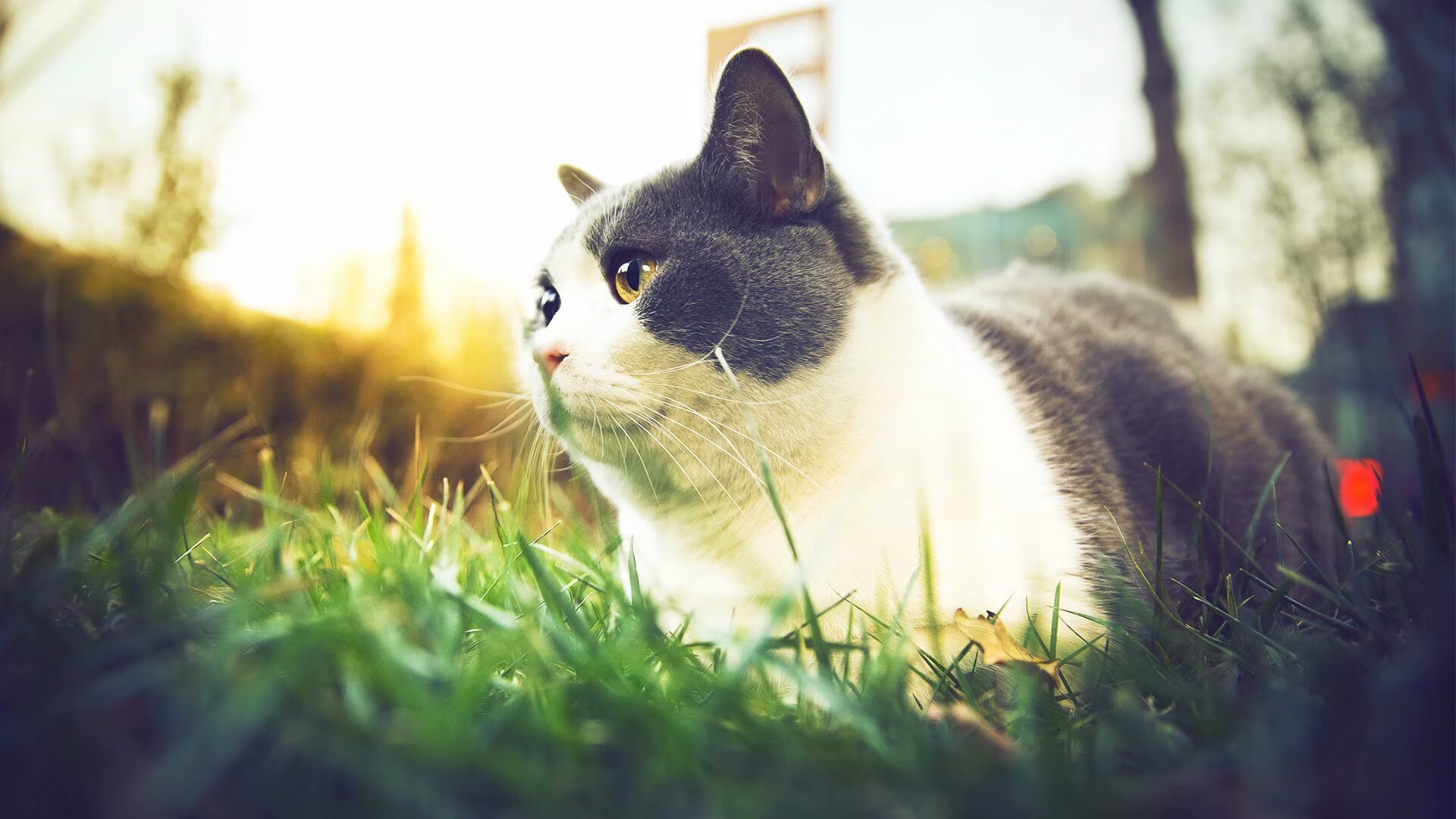 亚洲杯中国青年队夺冠 球员配合默契十足,亚洲杯2021中国队