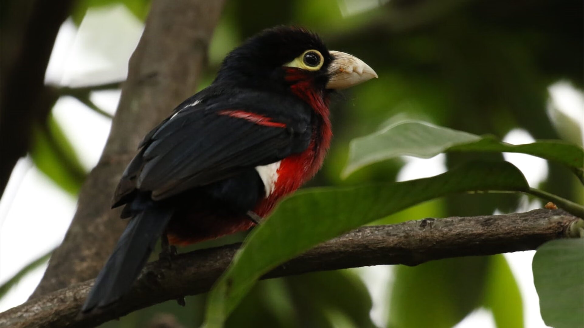 乐鱼体育平台官网-外教战术理念传达效率不高，外教战术理念传达效率不高怎么办-乐鱼体育平台官网