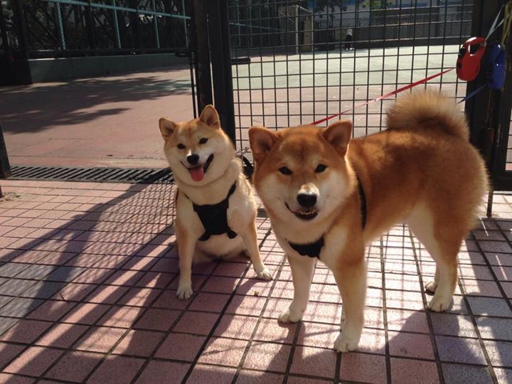 LeyuSports-罗马尼亚队赛制分析：如何利用赛制改革提升比赛策略与决策，罗马尼亚联赛水平-LeyuSports