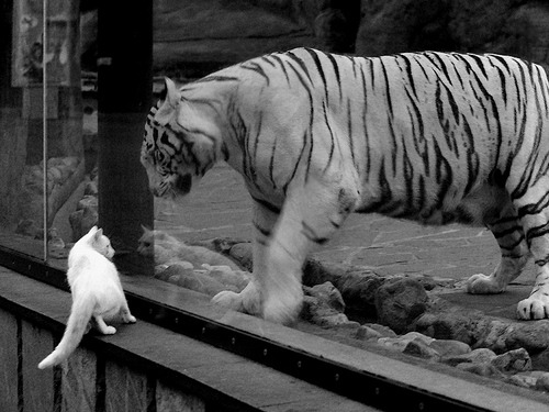 平台上线球迷投稿栏目鼓励用户参与内容共创形成社区归属感