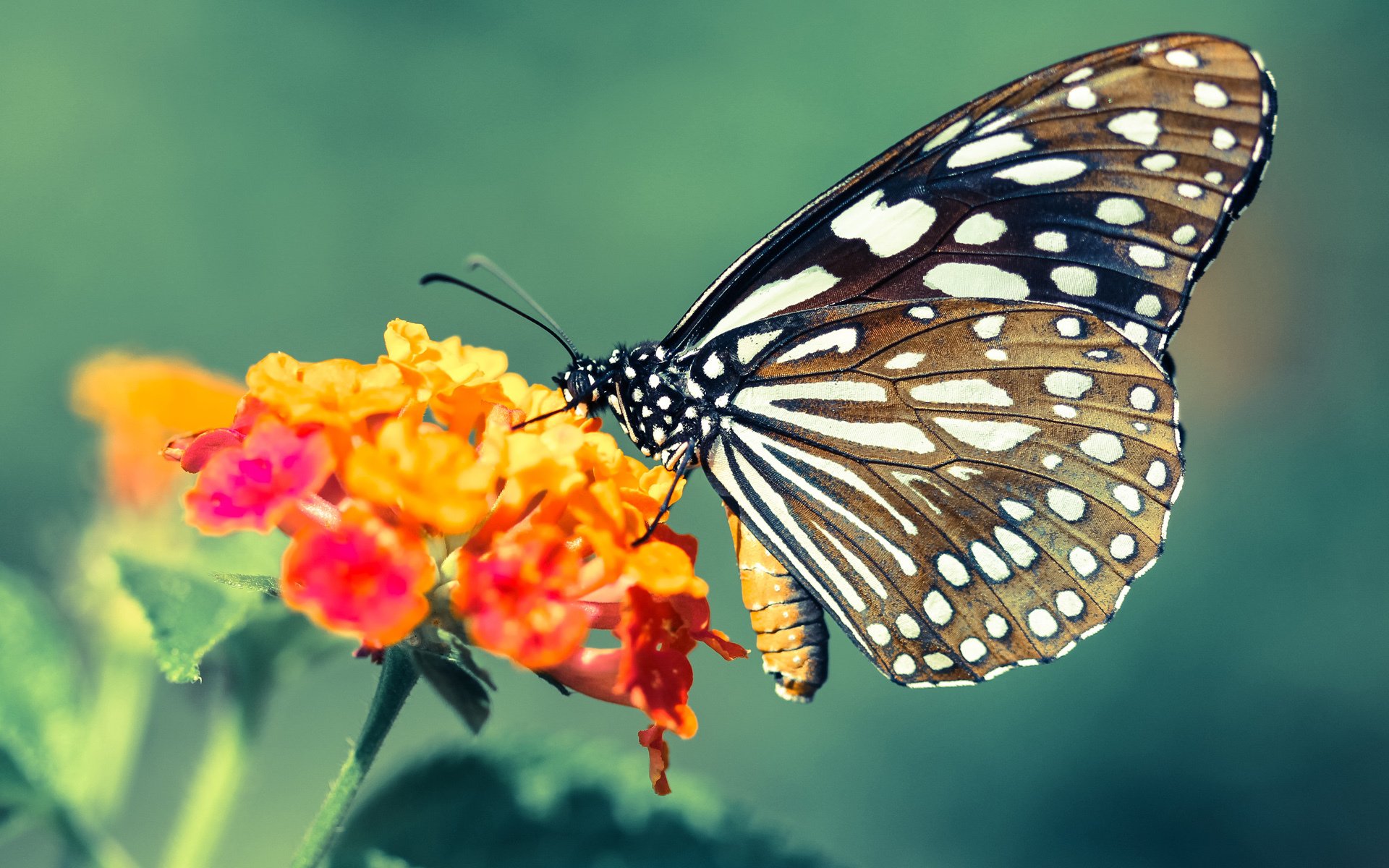 张雨霏挑战新泳姿目标提升出水效率,张雨霏游泳视频