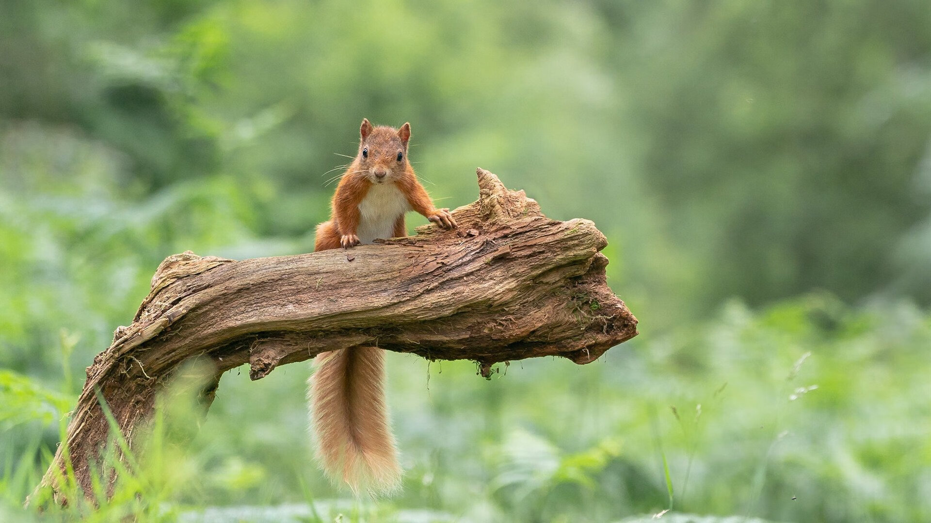 乐鱼（中国）体育官方网站-德甲的球迷文化多样性探讨，德甲球队关系探究-乐鱼（中国）体育官方网站