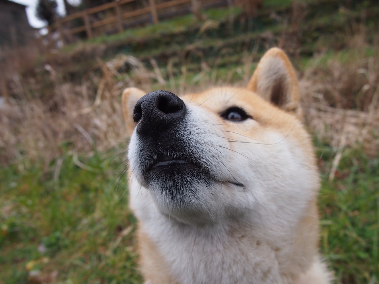 谷爱凌日常饮食管理曝光引网友效仿,谷爱凌资料